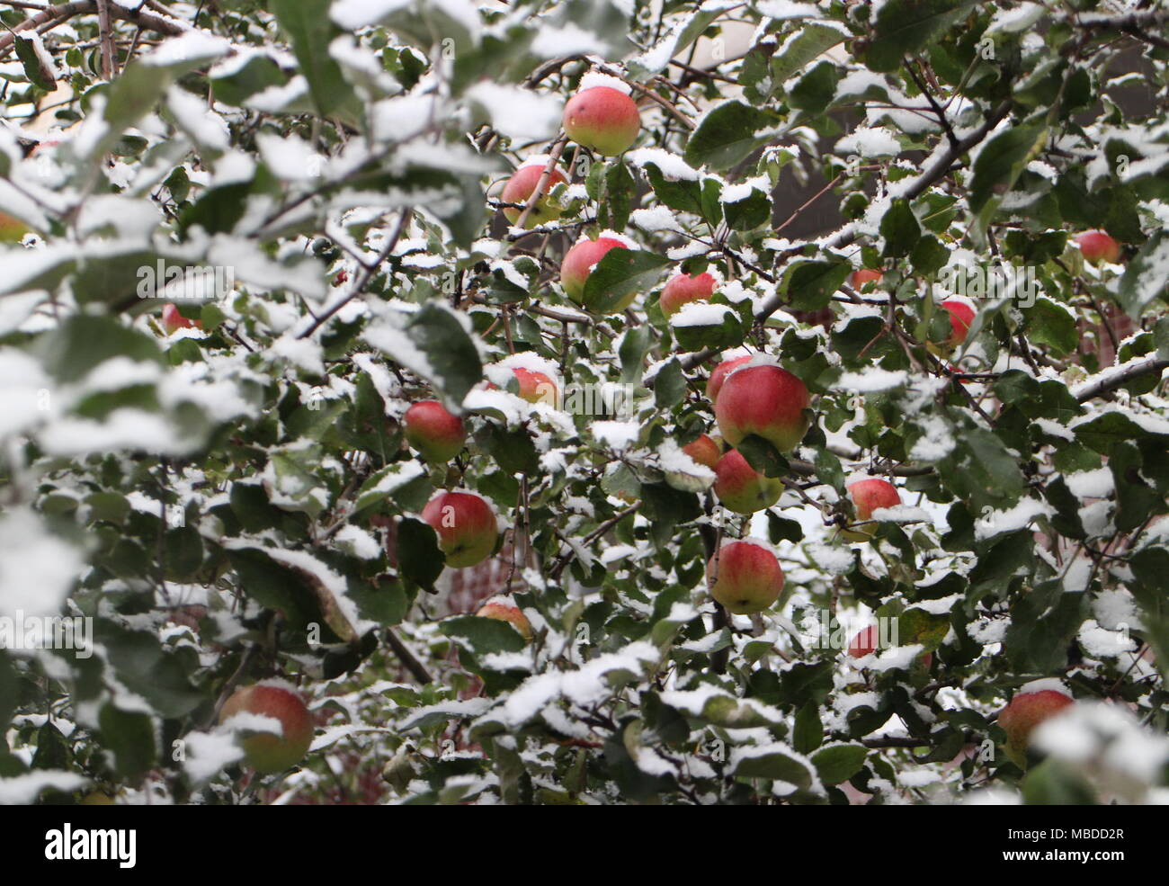 rote Äpfel auf den Zweigen mit Schnee bedeckt Stockfoto