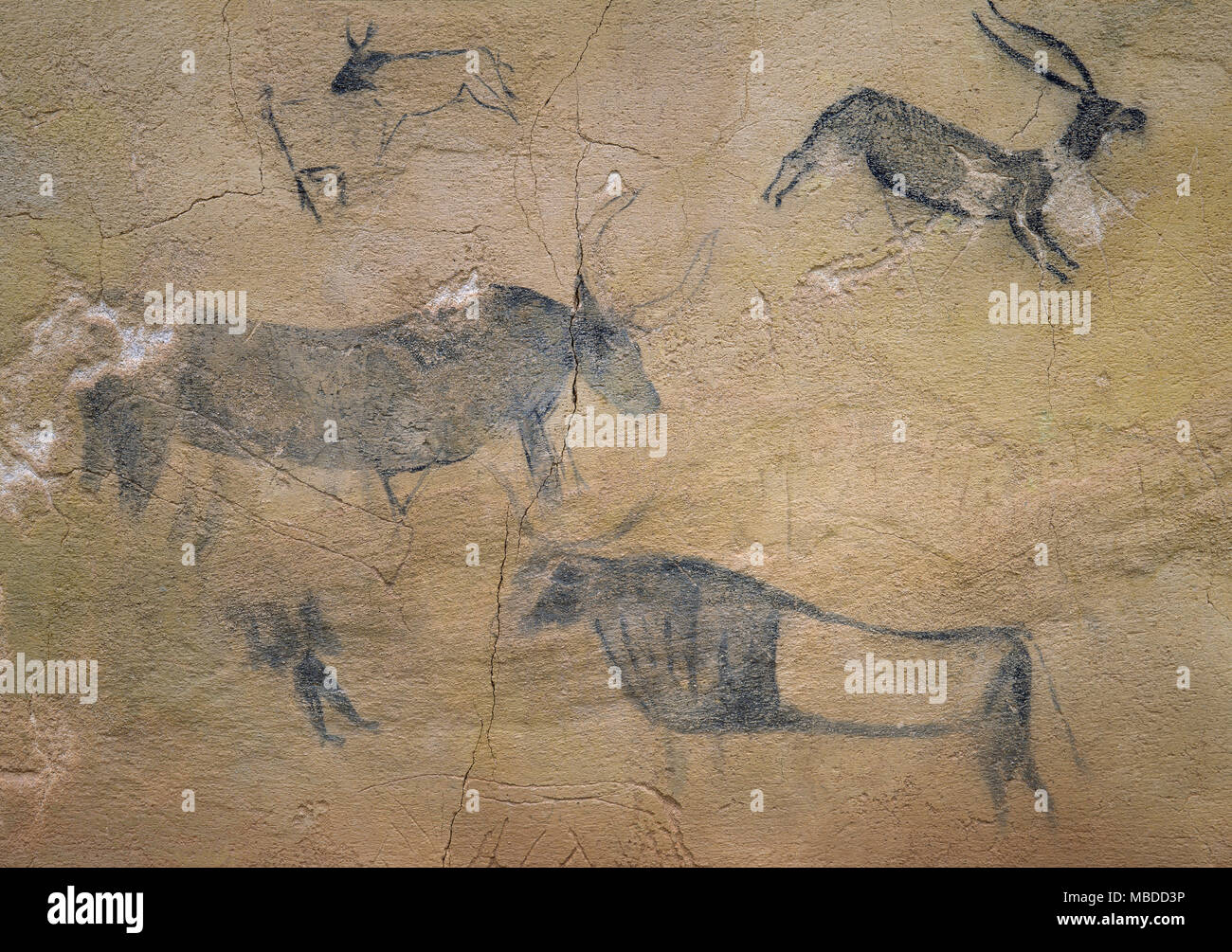 Höhlen von El Cogul. Rock shelter Gemälde von prähistorischen Levantinischen Rock Art Detail eines großen Rindern Szene in der Mitte des Frieses. Unesco-Weltkulturerbe. El Cogul, Provinz Lleida, Katalonien, Spanien. Stockfoto