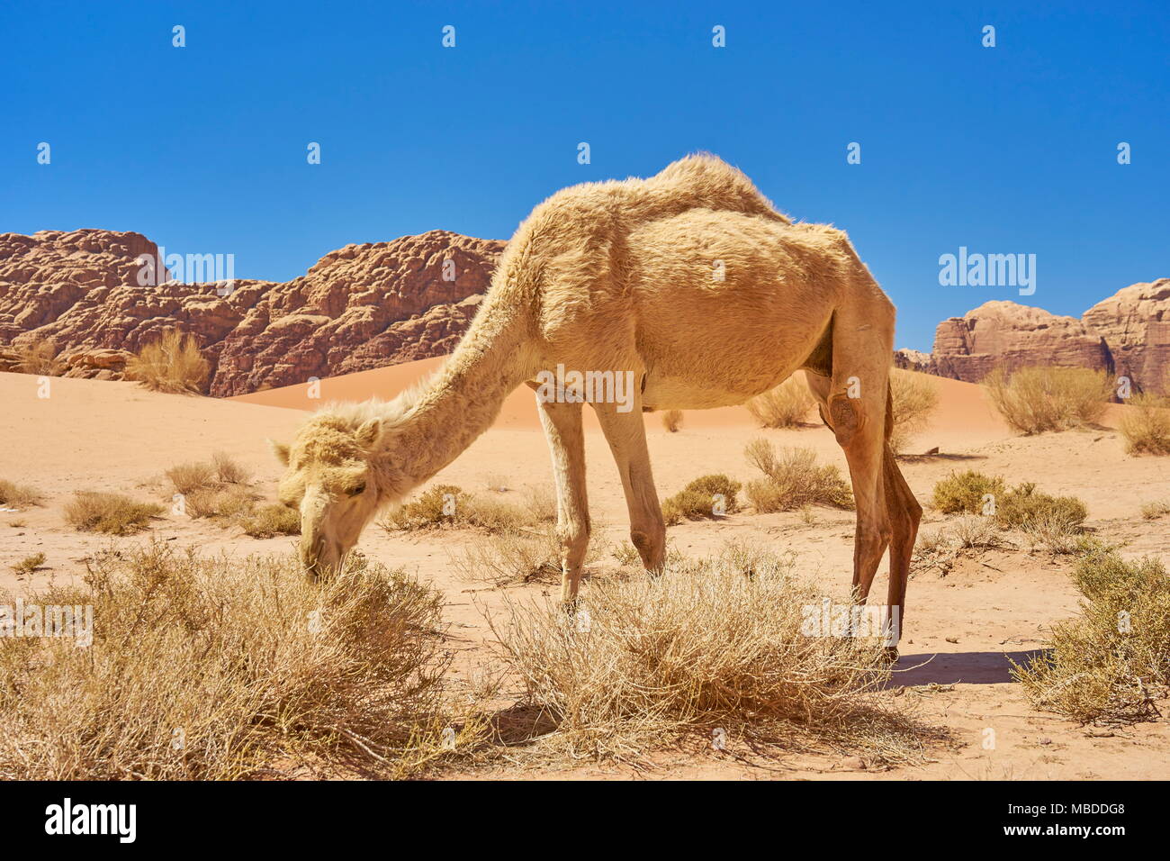 Kamel in der Wüste Wadi Rum, Jordanien Stockfoto
