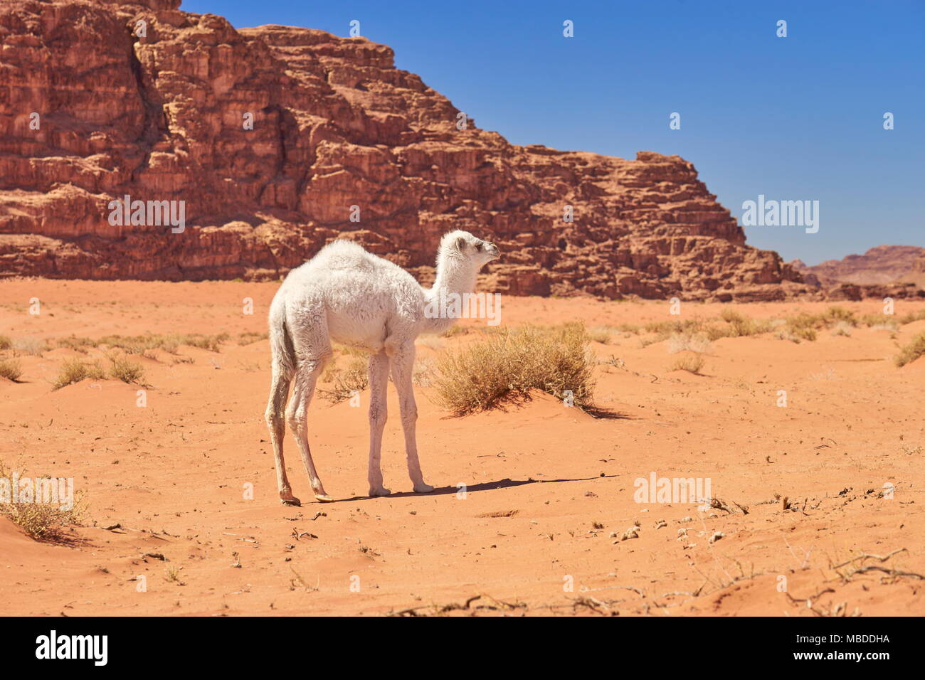 Junge Baby Kamel in der Wüste Wadi Rum, Jordanien Stockfoto