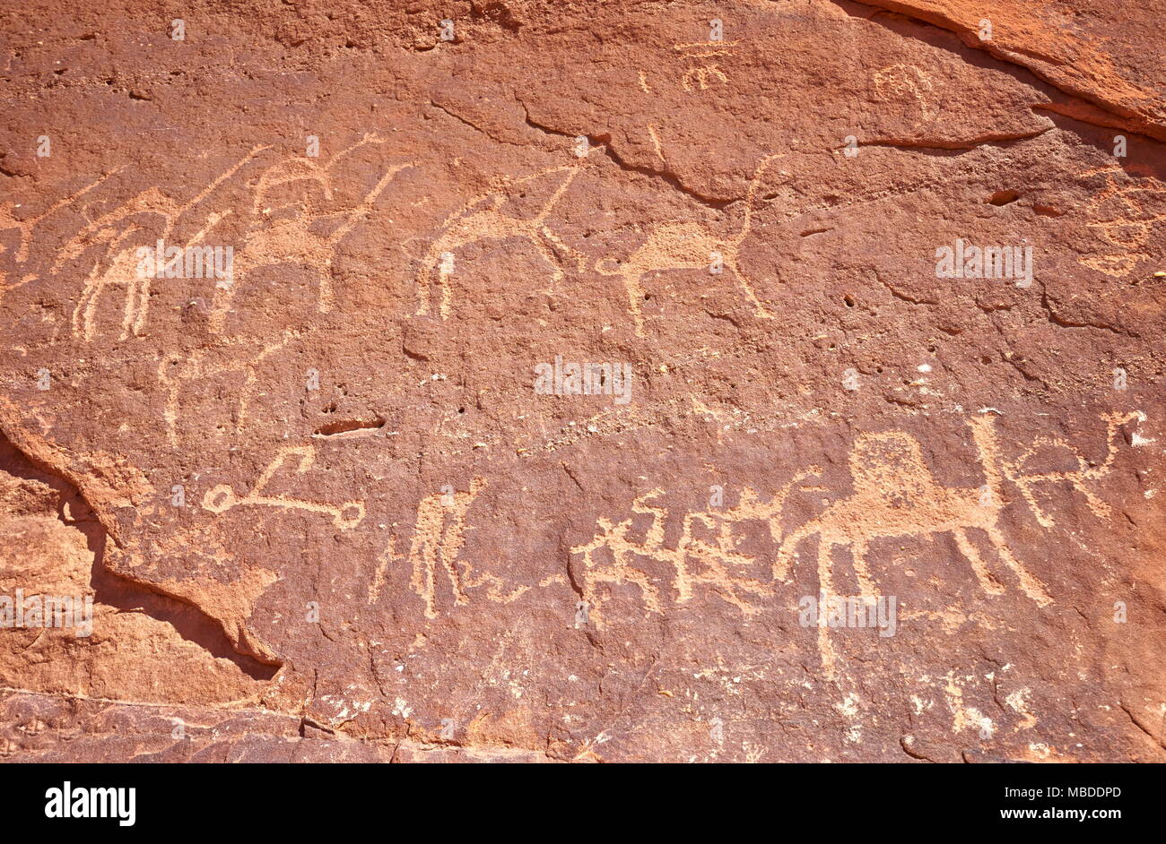 Petroglyphen kamel Figuren Gemälde auf der Steinmauer, Wadi Rum Wüste, Jordanien Stockfoto