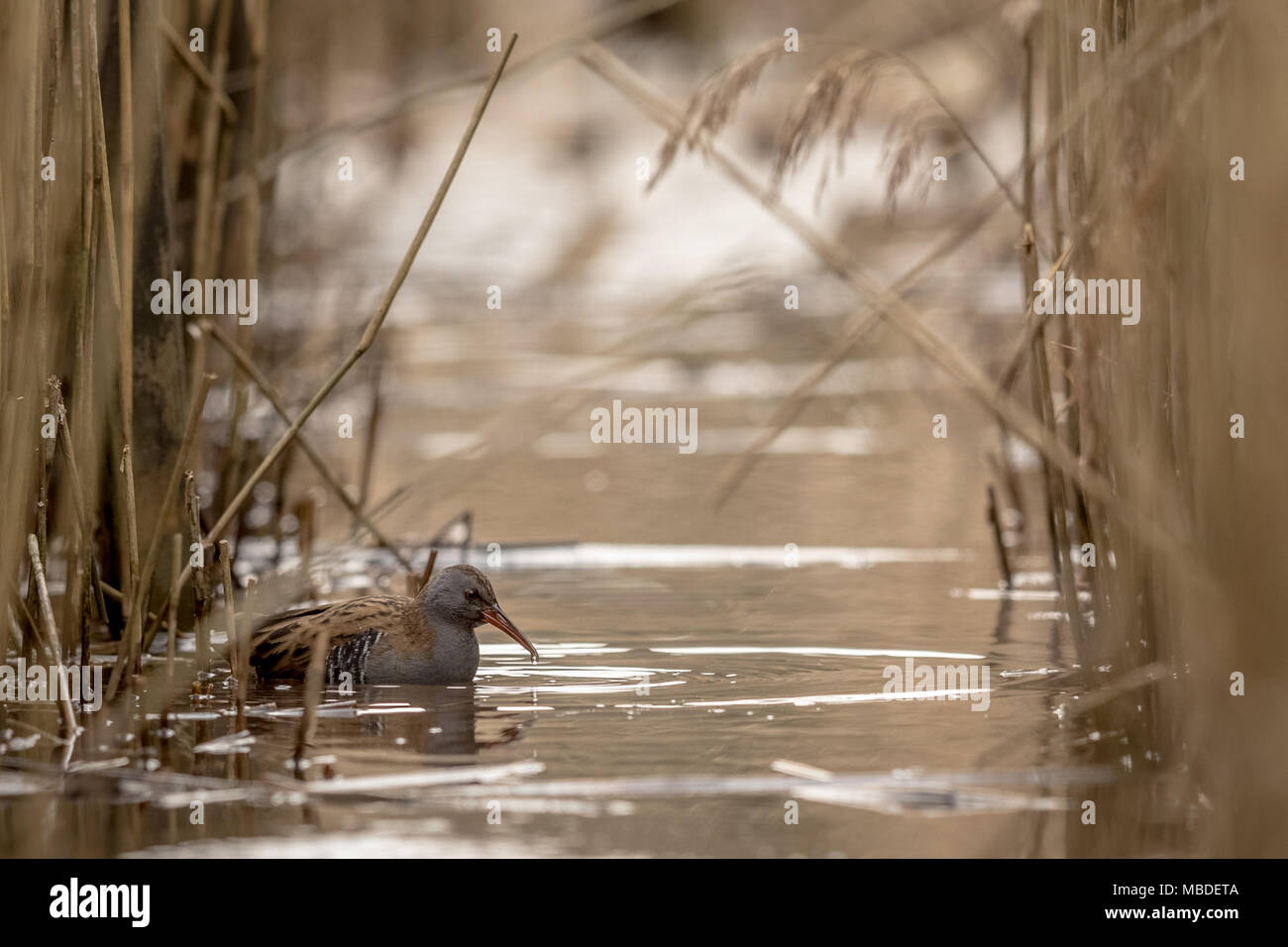 Wasserralle Rallus aquaticus auf der Suche nach Nahrung im Wasser zwischen Schilf, Phragmites australis Stockfoto
