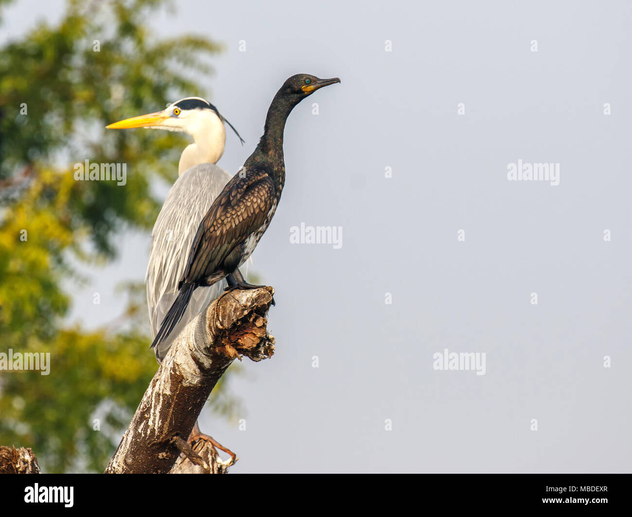 Graureiher und Kormoran Stockfoto