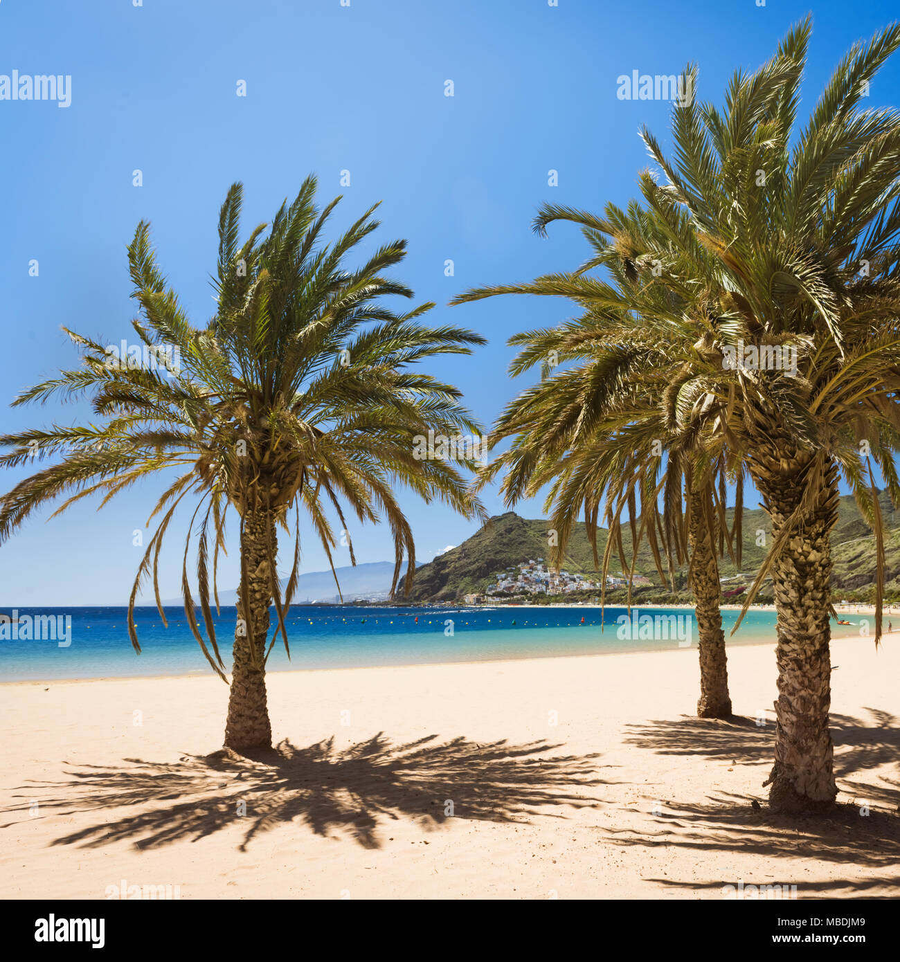 Palmen Strand Playa Las Teresitas, Teneriffa Stockfoto