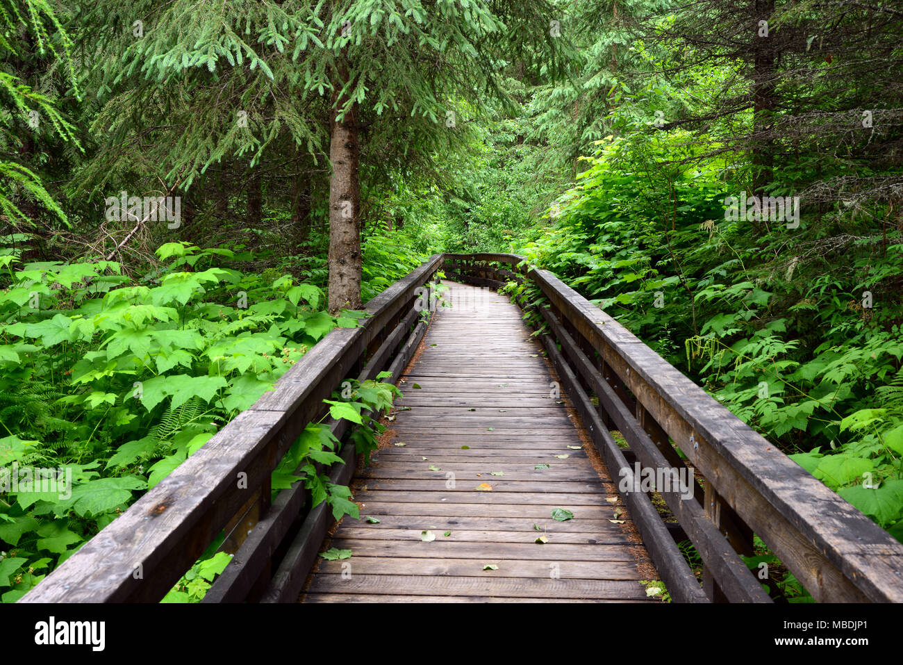 Weg durch den alten Wald Provincial Park, BC, Kanada Stockfoto