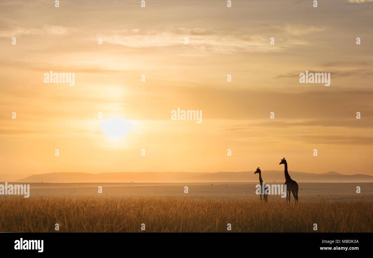 Zwei Maasai Giraffen, Giraffa Camelopardalis zu sitzen, auf die afrikanische Steppe in Richtung der aufgehenden Sonne Stockfoto