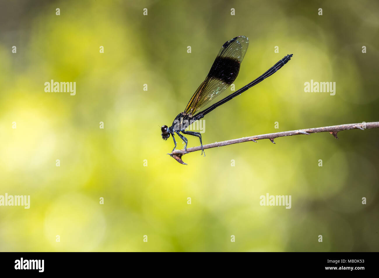 Schwarz-Gebändert (Gossamerwing Euphaea Decorata) Stockfoto