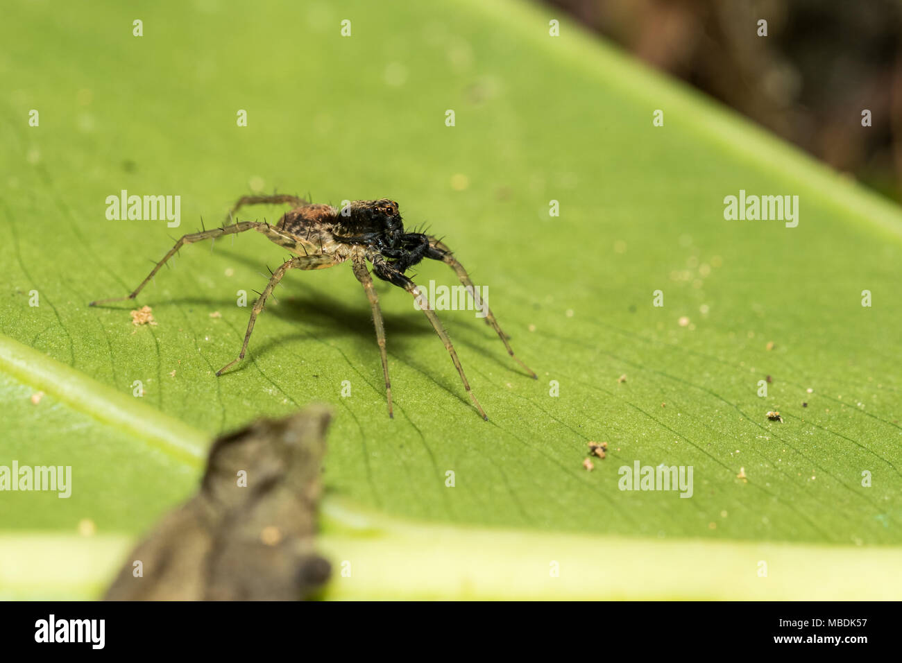 Teich wolf spider (Pardosa pseudoannulata) Stockfoto