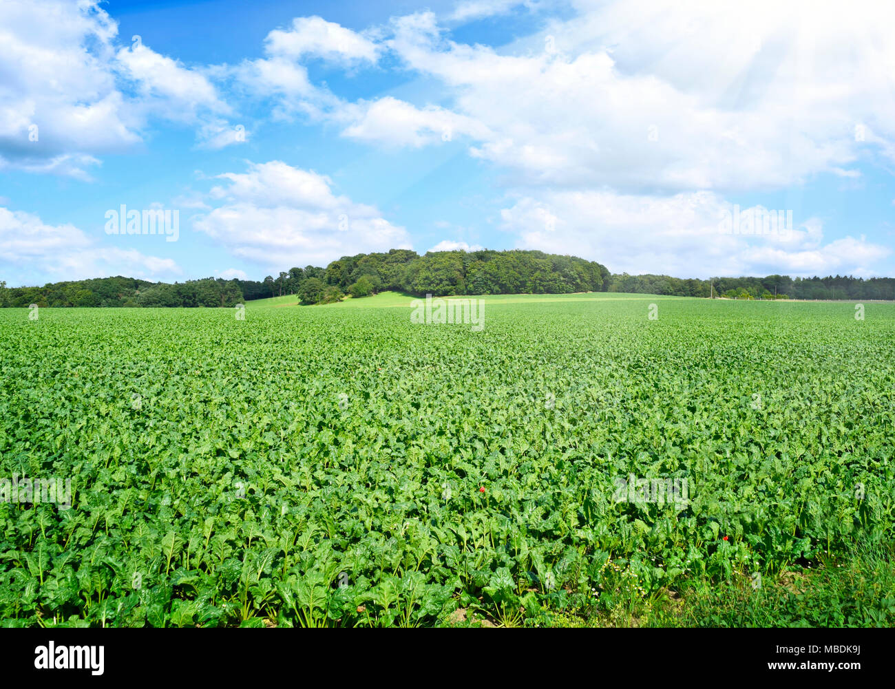 Grüne Wiesen, Ackerland oder Landschaft mit Feldern und Sonnenlicht. Stockfoto