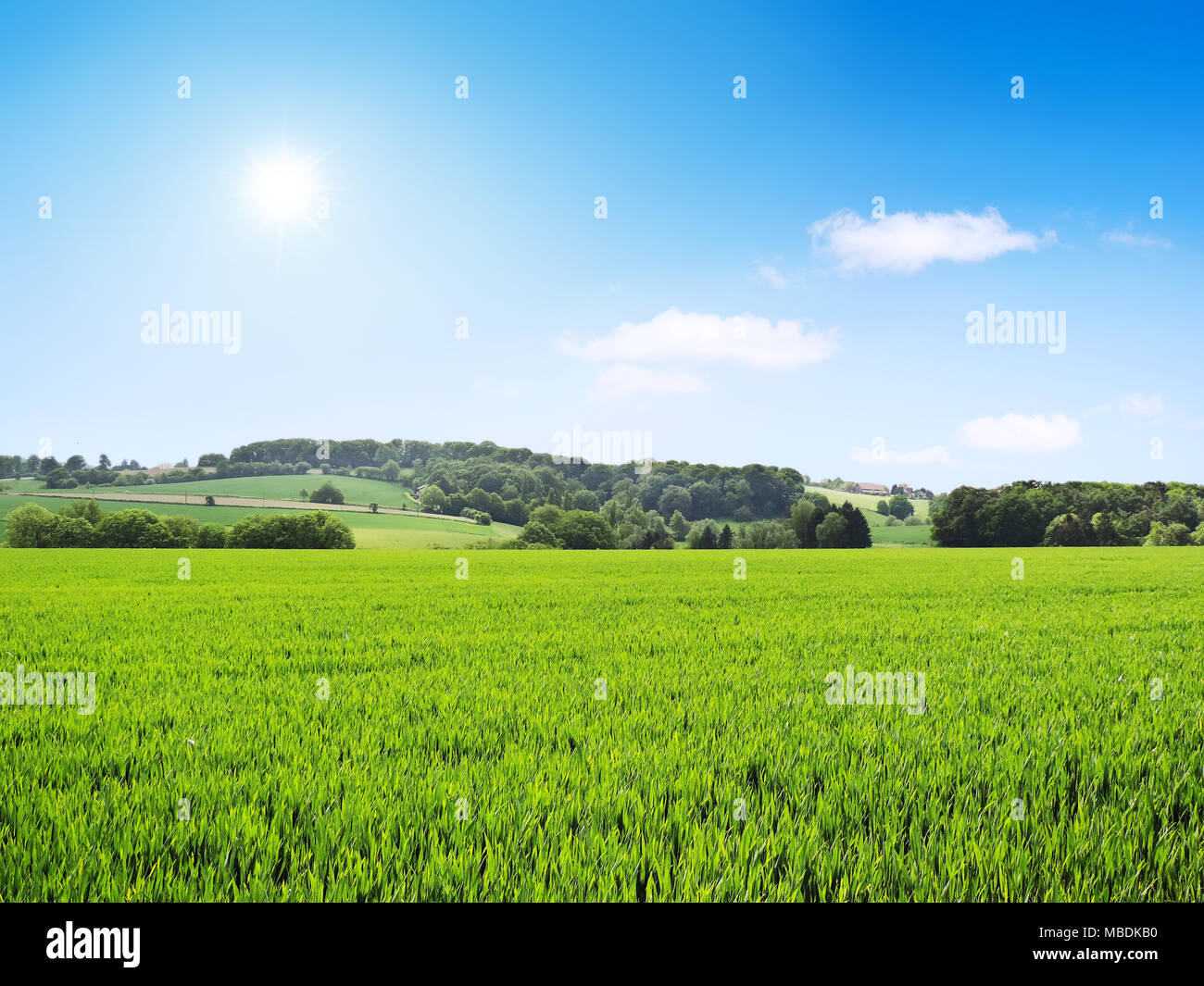 Grüne Wiesen, Ackerland oder Landschaft mit Feldern und Sonnenlicht. Stockfoto
