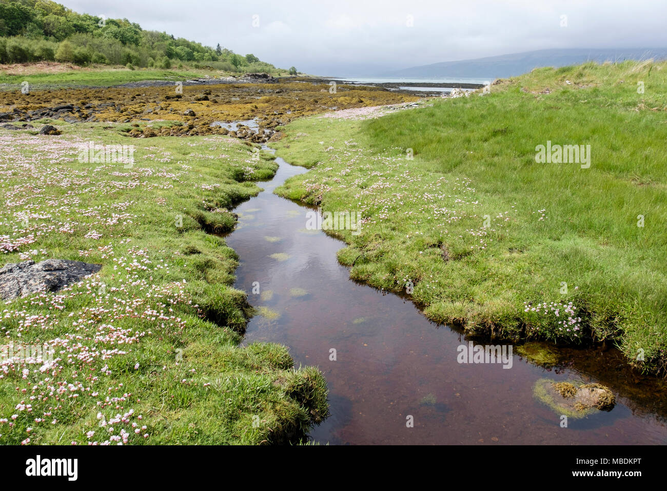 Tide pool auf saltmarsh mit Meer Pinks oder Sparsamkeit (Armeria maritima) Blumen Blüte im Sommer. Isle of Mull, Hebriden, Western Isles, Schottland, Großbritannien Stockfoto