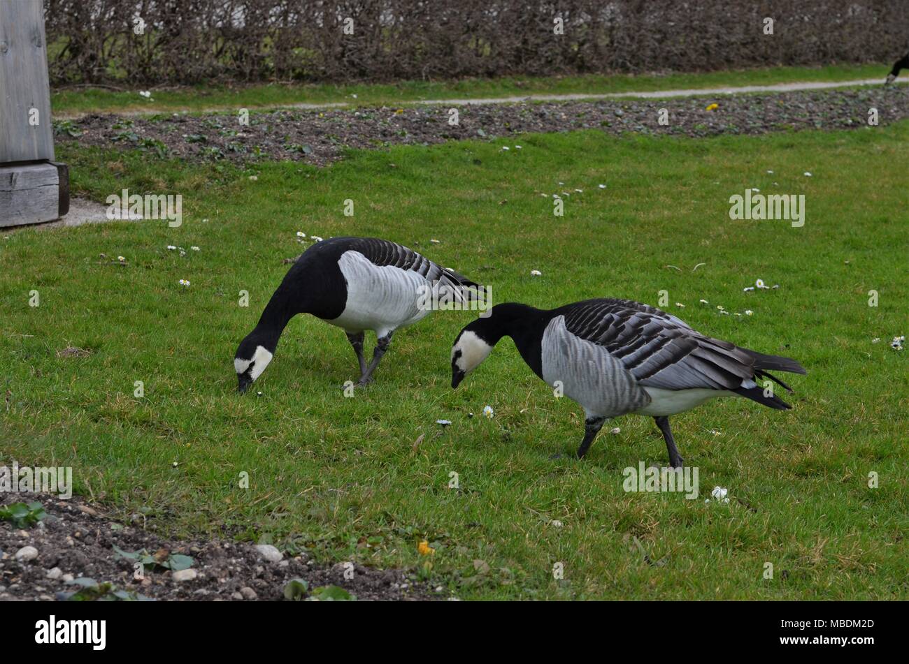 Zwei Nonnengänse essen Gras in München in Deutschland im Frühling Stockfoto