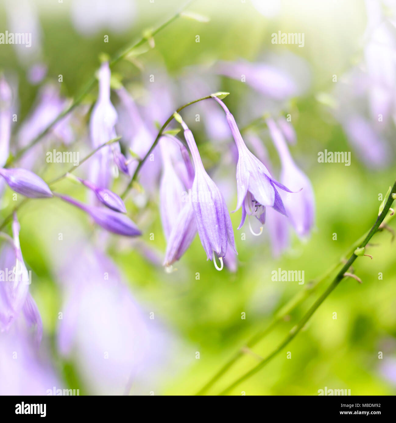 Bluebell Blumen in der Sonne mit selektiven Fokus und glatte Sonnenlicht. Closeup Schuß von Blue Bell Blumen. Lila Blumen Hintergrund. Stockfoto