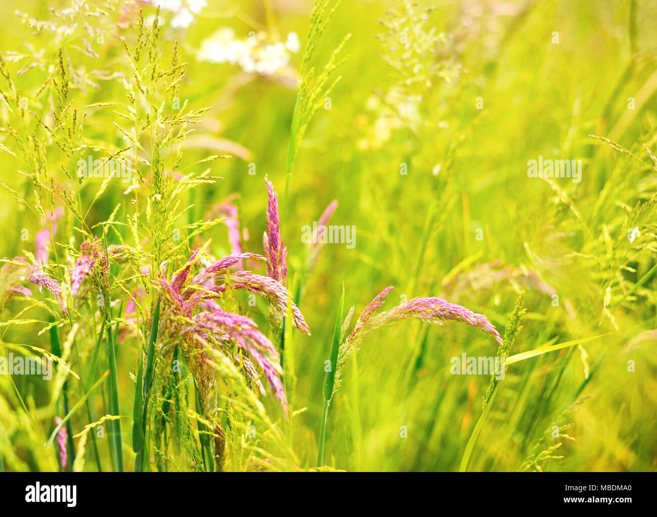 Wilde Gräser oder Feld. Gras Hintergrund, saisonale Hintergrund, Frühling. Stockfoto
