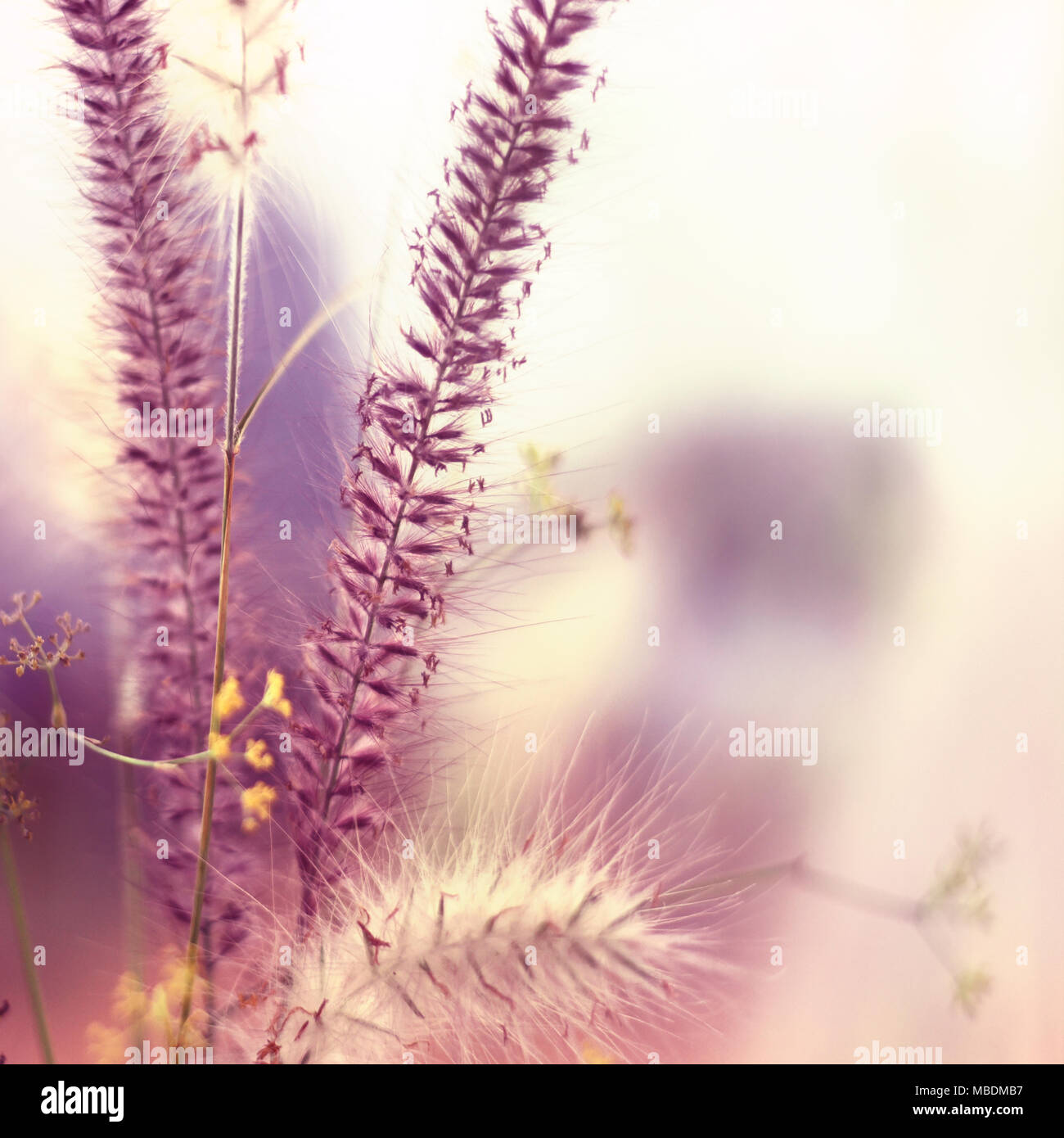 Wilde Gräser, rosa Gräser in einem Feld mit Blur und Kopieren. Stockfoto