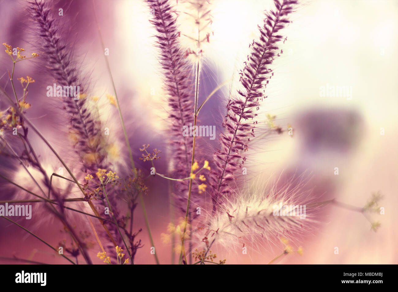 Wilde Gräser, rosa Gräser in einem Feld mit Blur und Kopieren. Stockfoto