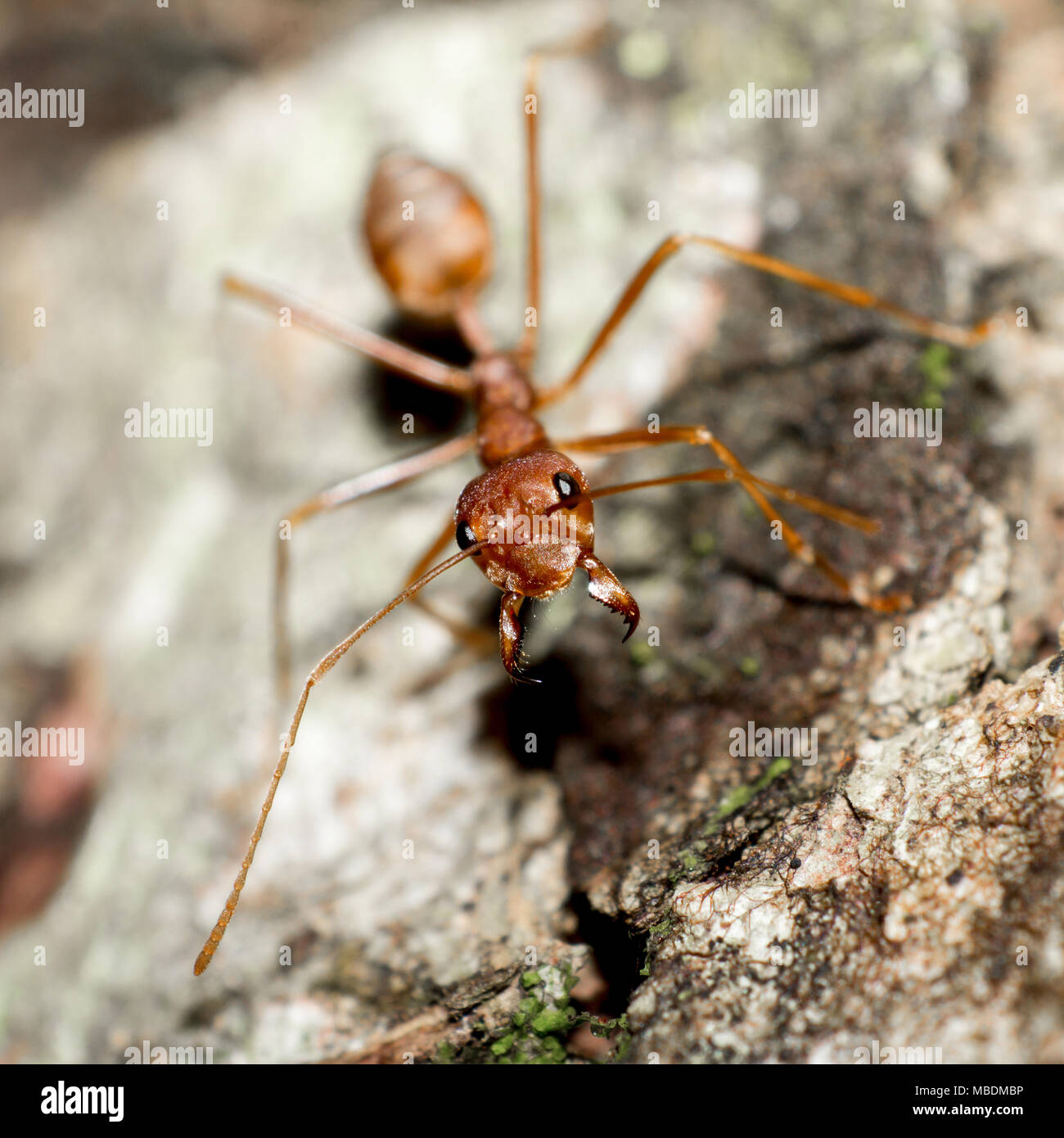 In der Nähe von Red Ant auf Baum am Tag Zeit Hintergrund. Stockfoto