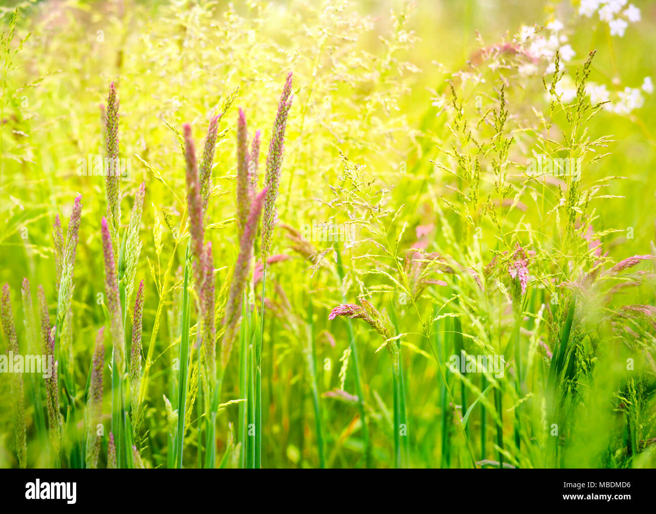 Wilde Gräser oder Feld. Gras Hintergrund, saisonale Hintergrund, Frühling. Stockfoto