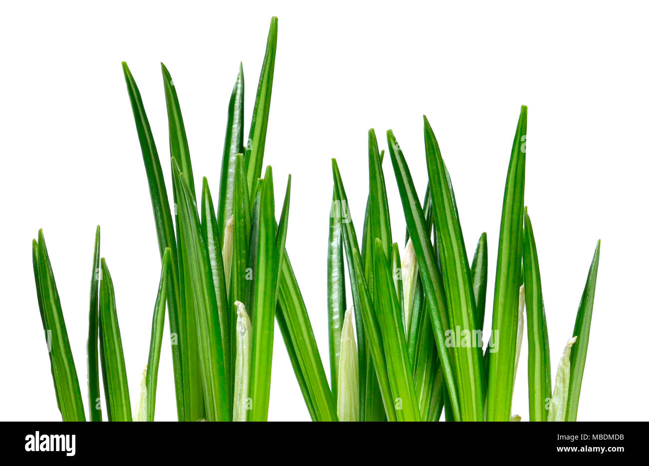 Gras Hintergrund, isolierte frisches Gras auf einem weißen Hintergrund. design Element. Stockfoto
