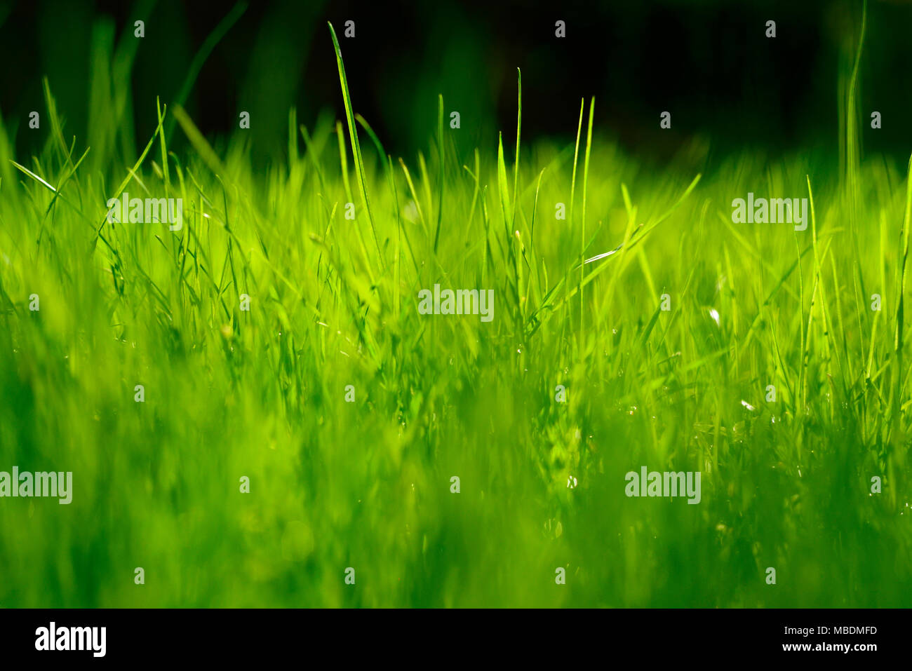 Grüne Gras Hintergrund mit schwarzem Hintergrund und Kopieren. Stockfoto