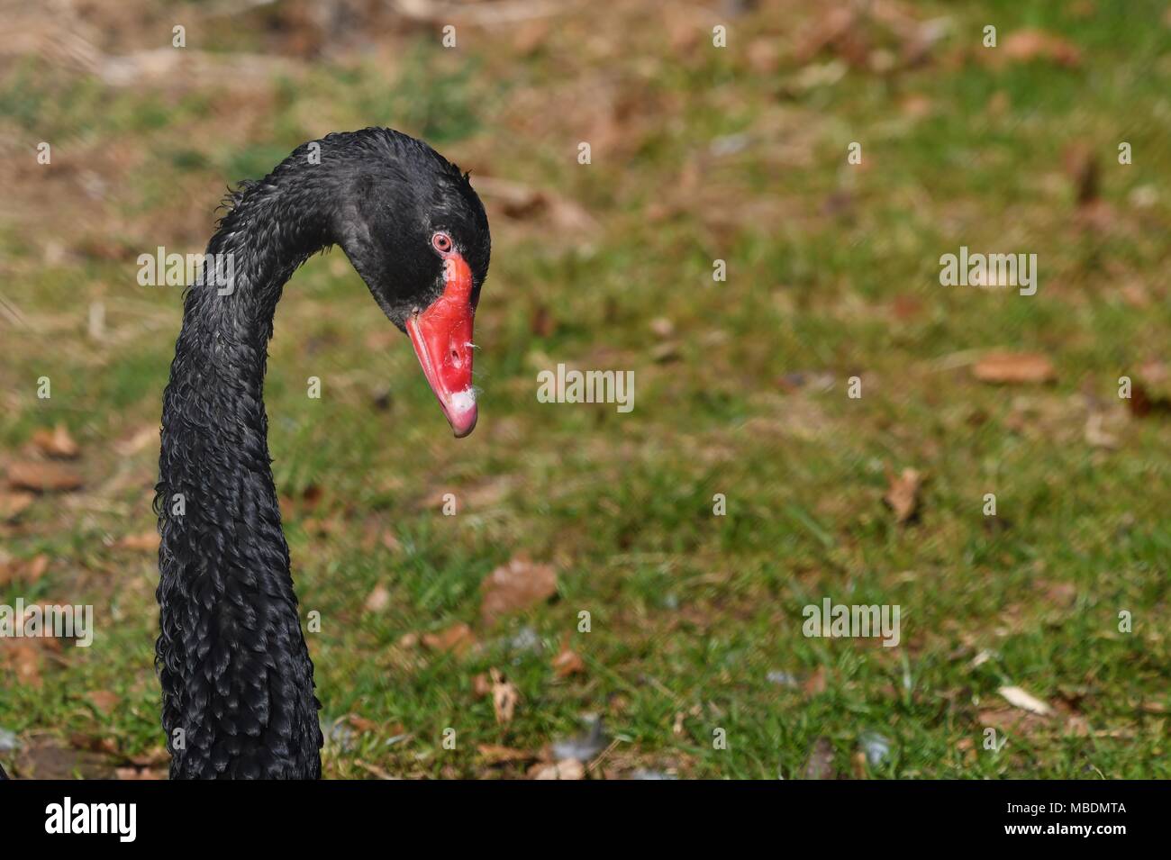 Black Swan - Cygnus atratus - australische Form der Schwan in der Farbe schwarz mit rotem Schnabel. Stockfoto