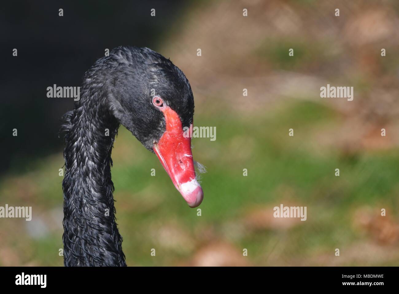Black Swan - Cygnus atratus - australische Form der Schwan in der Farbe schwarz mit rotem Schnabel. Stockfoto
