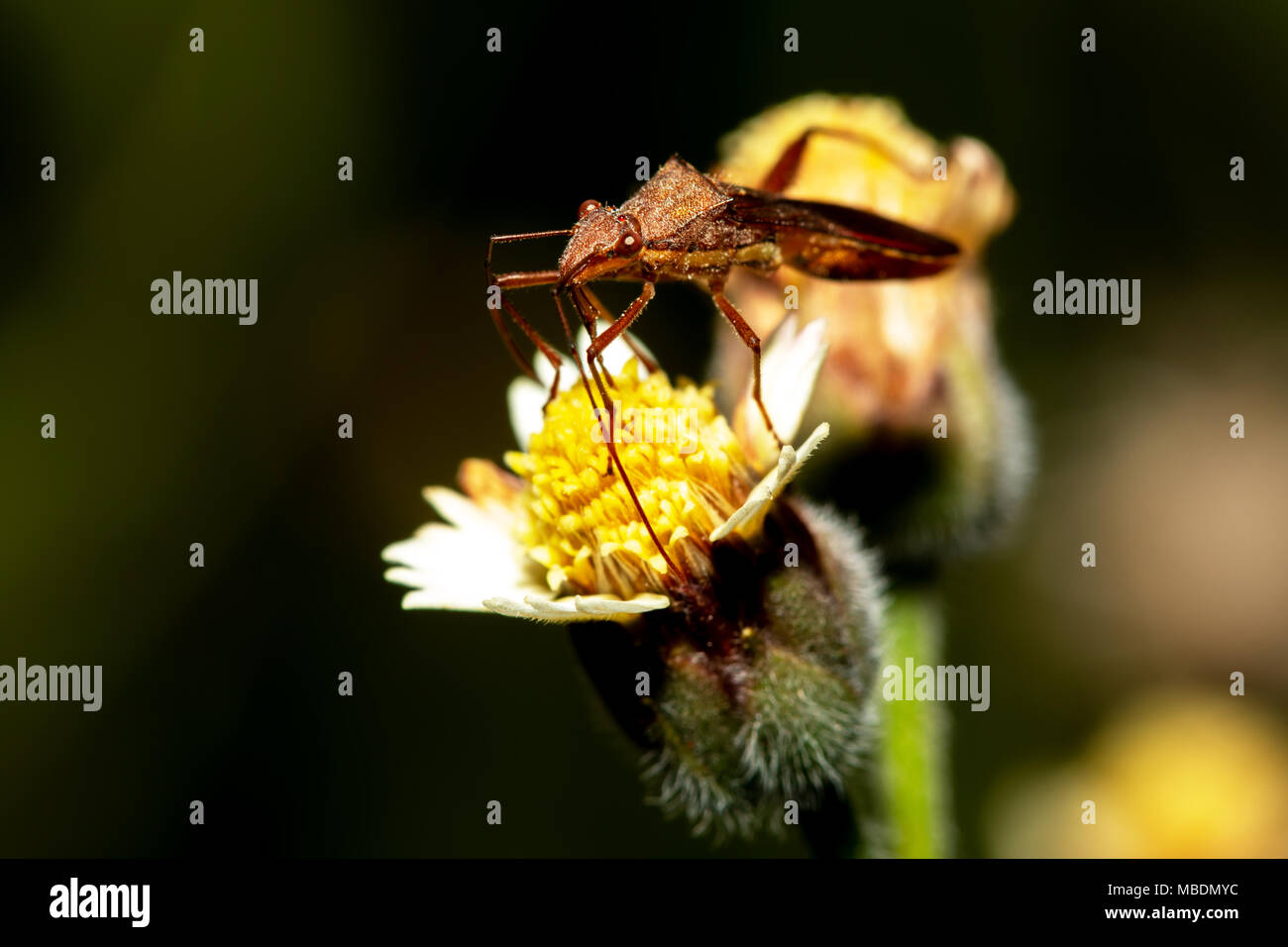 Bugs Abdeckung auf Gras Blume am Abend Zeit. Stockfoto