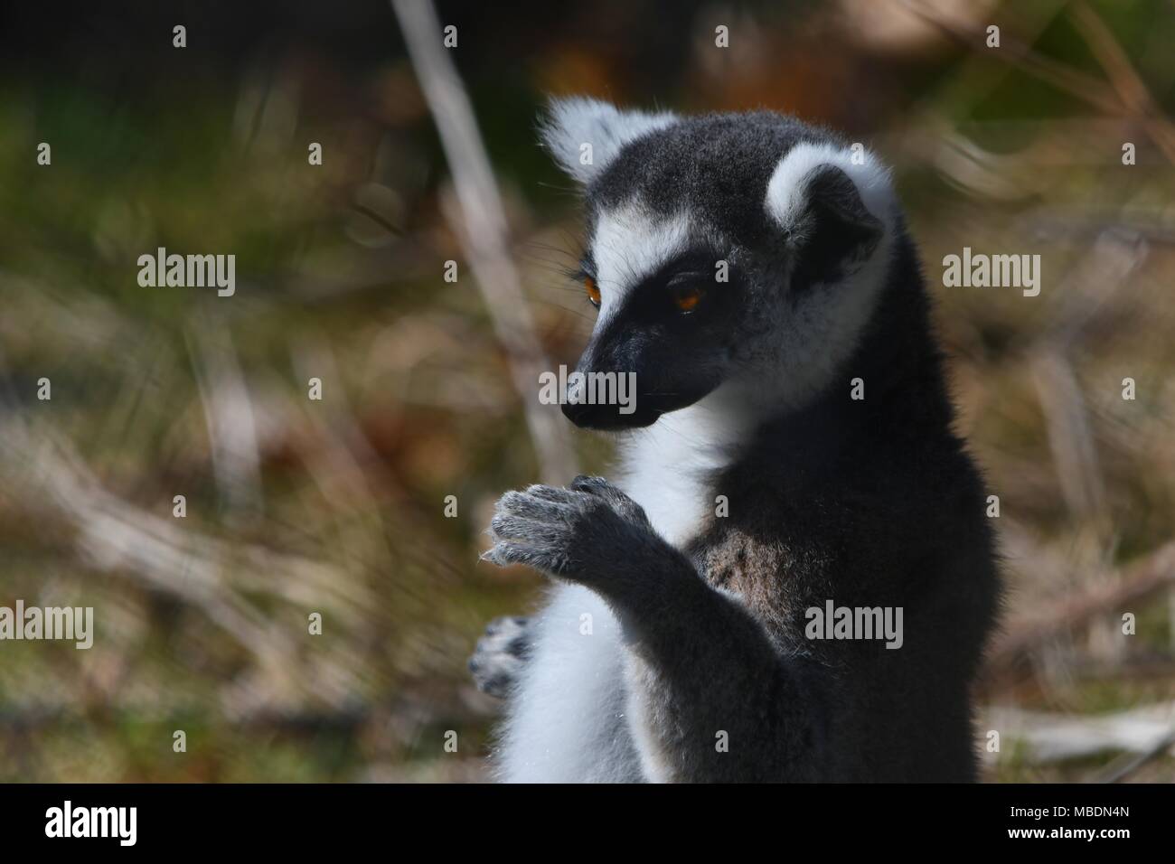 RInga-tailed Lemur-up Portrait schließen Stockfoto