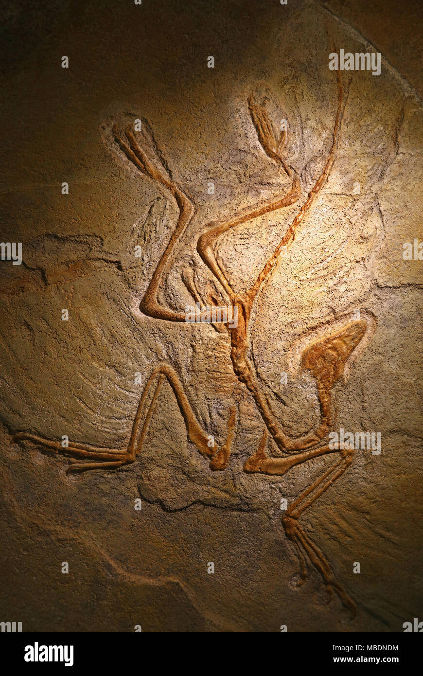 Close up versteinerte ausgestorbene Prähistorische fossile Überreste des Archaeopteryx, eine Gattung der Vogelähnlichen Dinosauriern, Übergangs zwischen nicht Vogelgrippe gefiederten dinosa Stockfoto