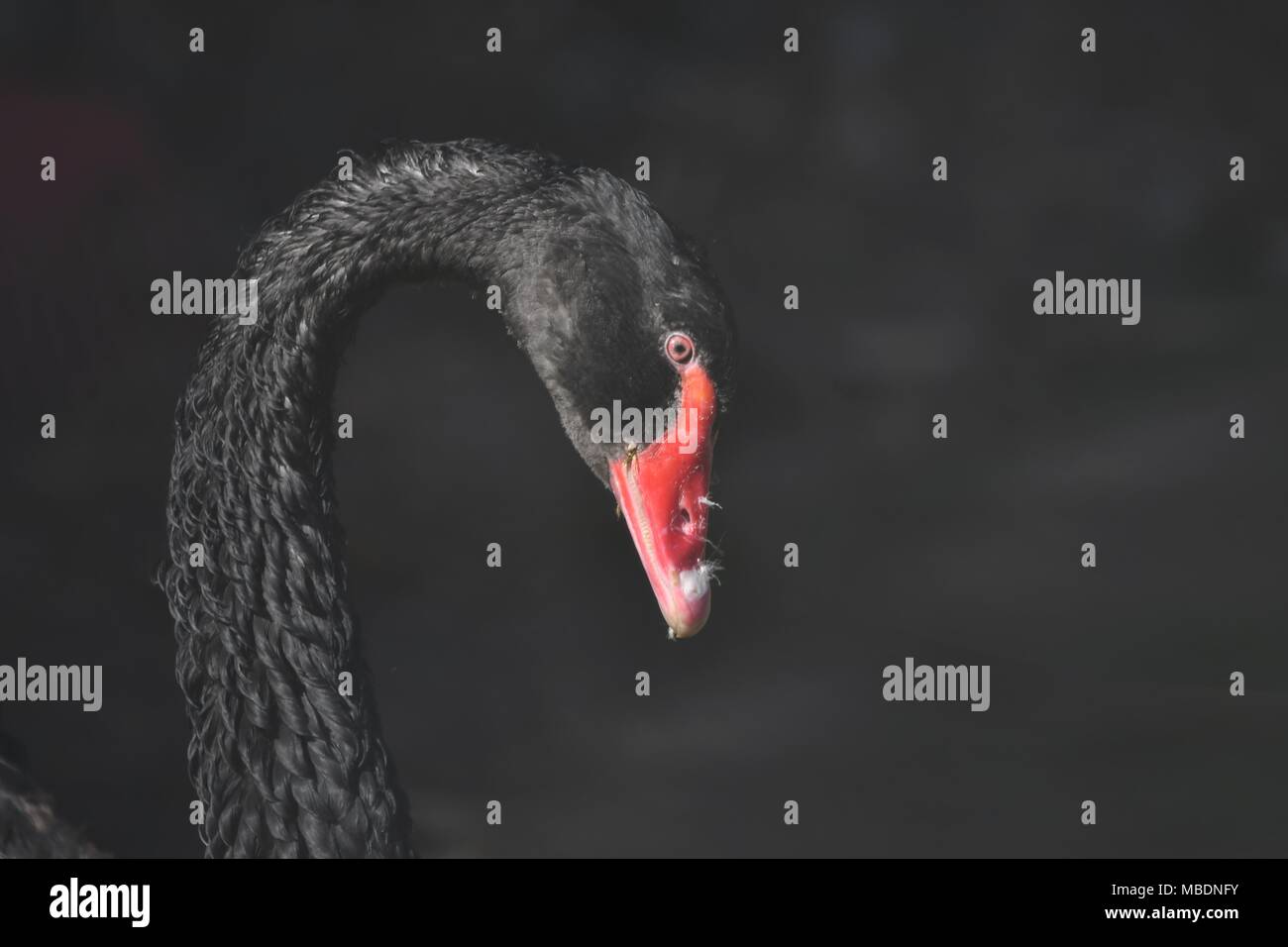 Black Swan - Cygnus atratus - australische Form der Schwan in der Farbe schwarz mit rotem Schnabel. Stockfoto