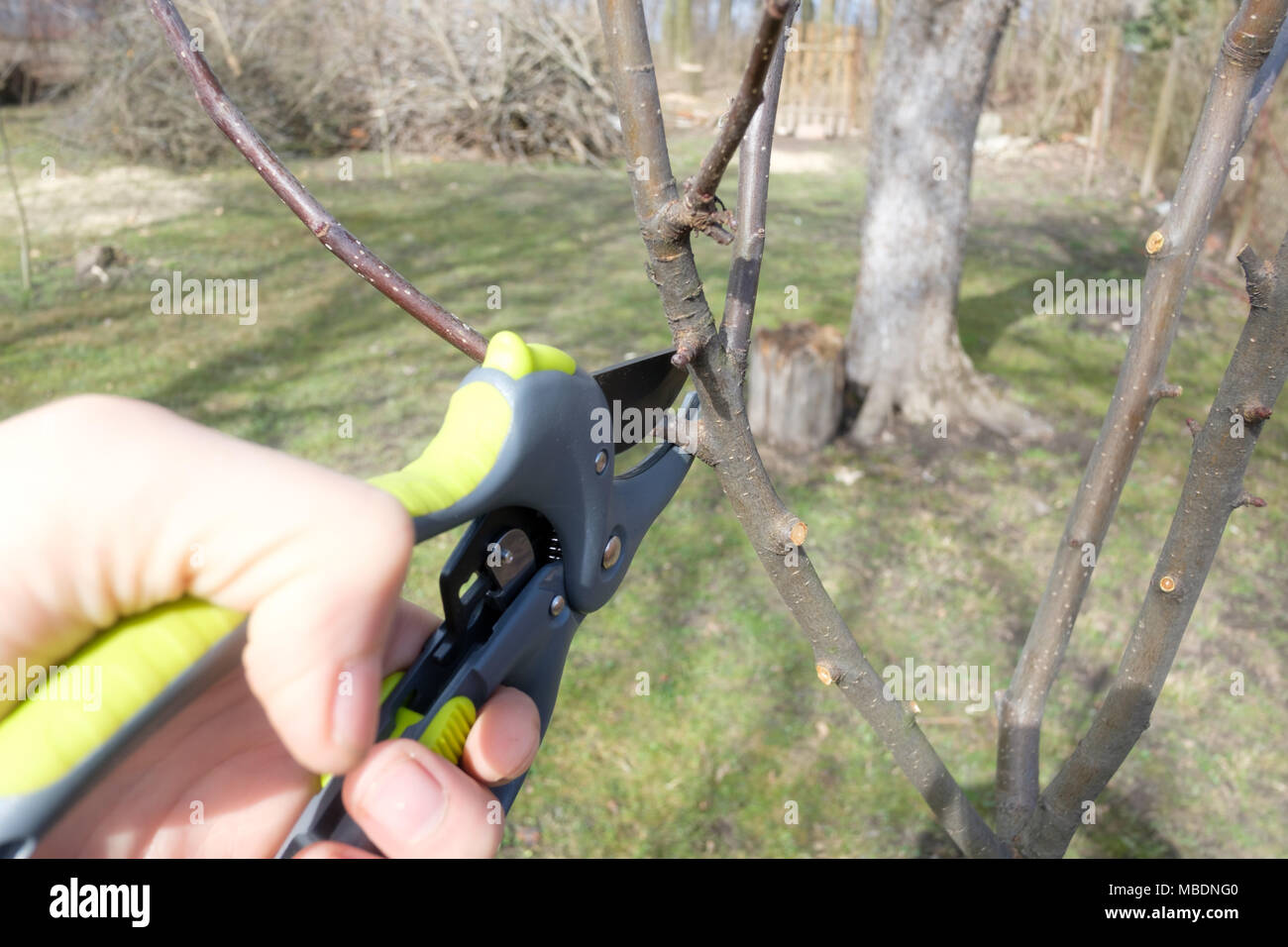 Gartenschere in der hand Nahaufnahme Stockfoto