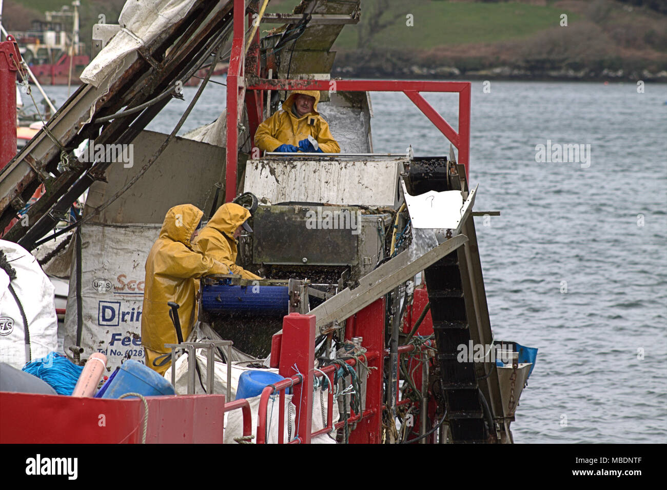 Muschelfarm Fischer auf einem lastkahn Kommissionierung durch den Fang von Muscheln, später abgestuft und vor der Auslieferung in ganz Irland von den gereinigt werden. Stockfoto