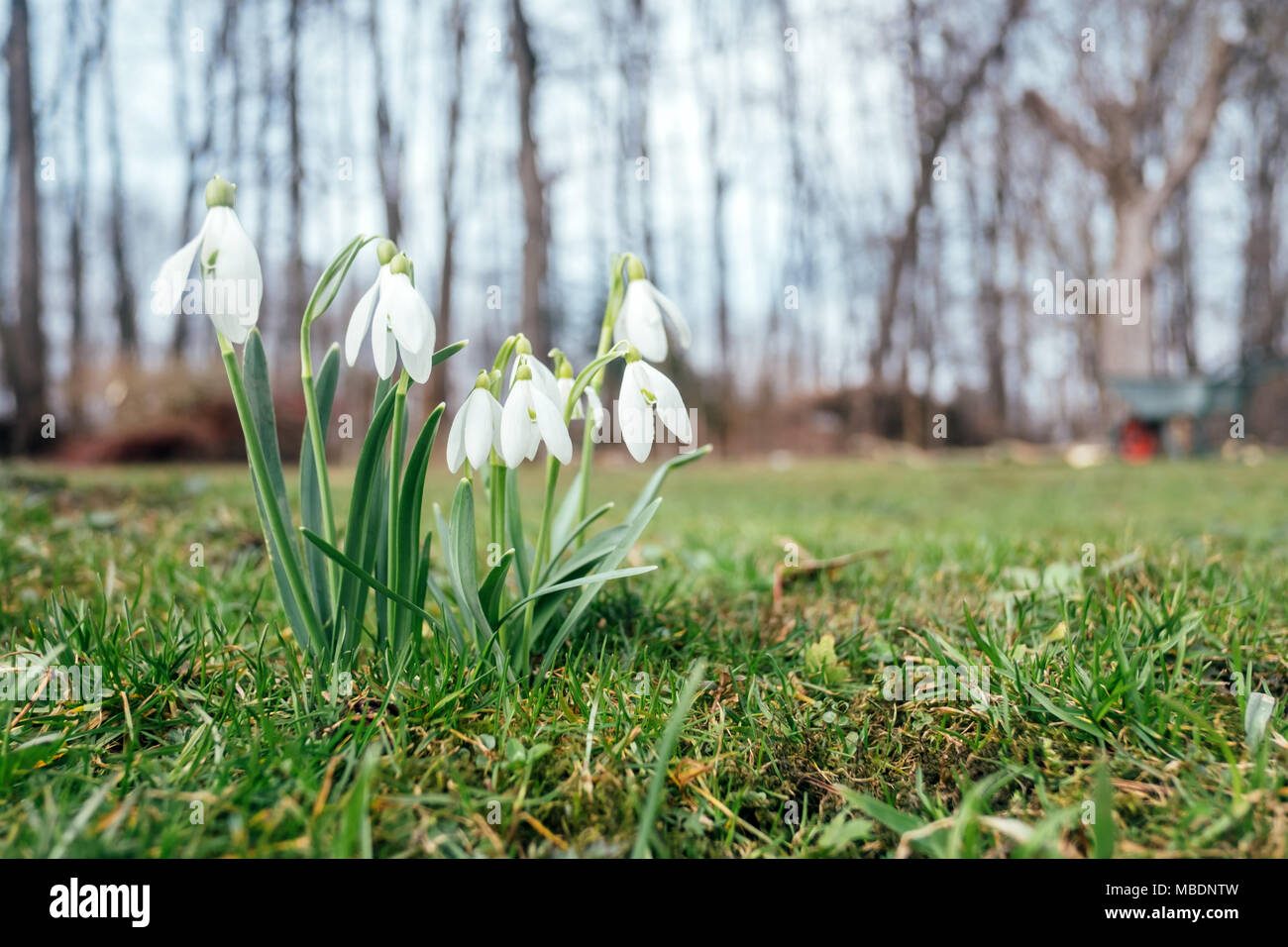 Schneeglöckchen Blume auf Frühlingswiese Stockfoto