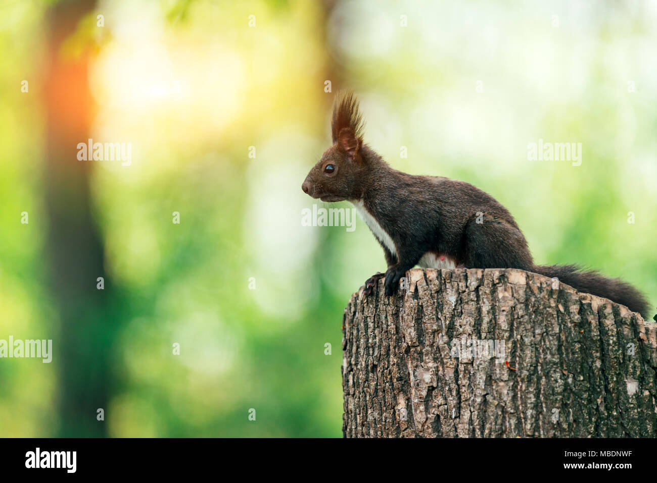 Eichhörnchen auf Sommer stumpf Baum Stockfoto