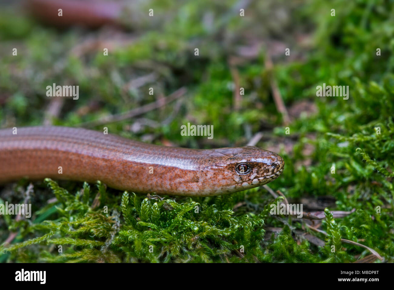 Männliche gemeinsame slowworm/blindworm (Anguis fragilis) Nahaufnahme des Kopfes auf Moos im Wald im Frühling Stockfoto