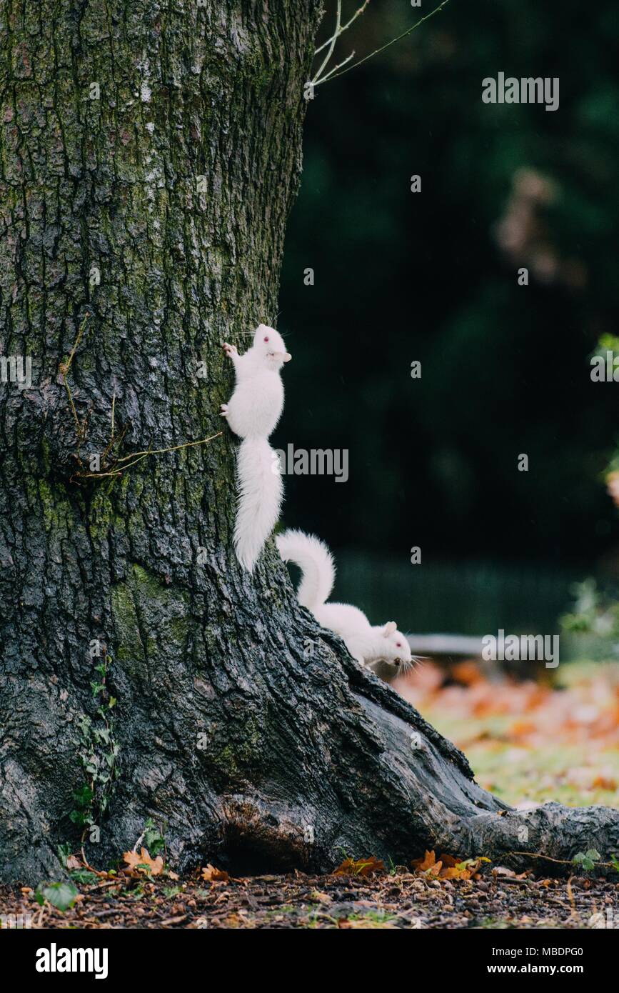 Albino Eichhörnchen im Süden Londons Stockfoto