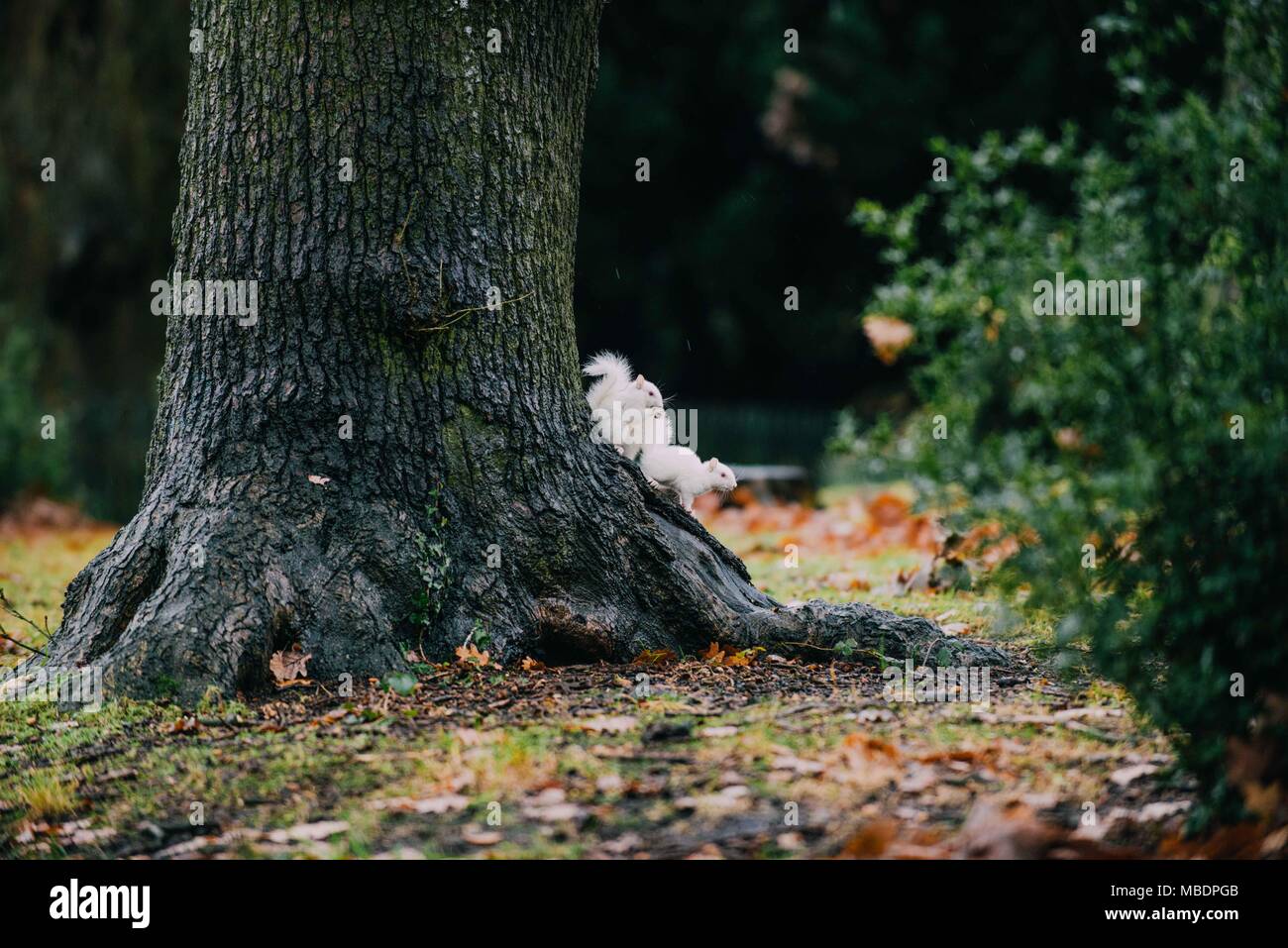 Albino Eichhörnchen im Süden Londons Stockfoto