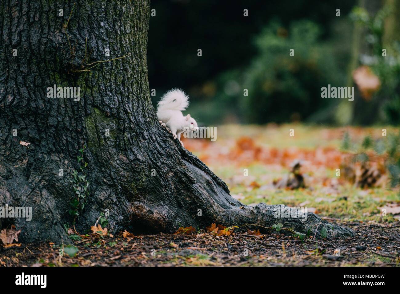 Albino Eichhörnchen im Süden Londons Stockfoto