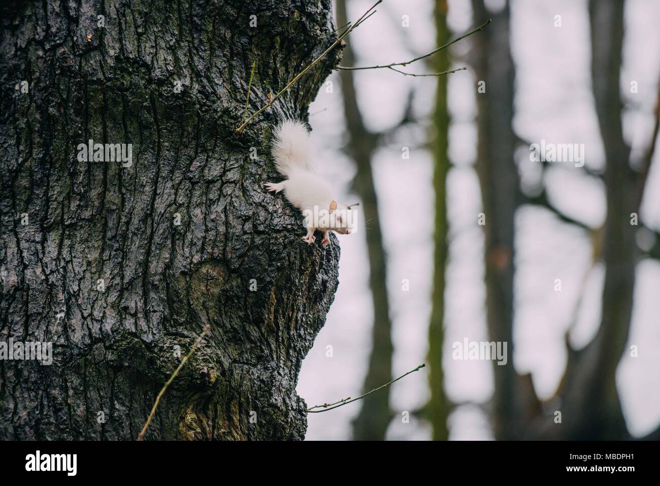 Albino Eichhörnchen im Süden Londons Stockfoto
