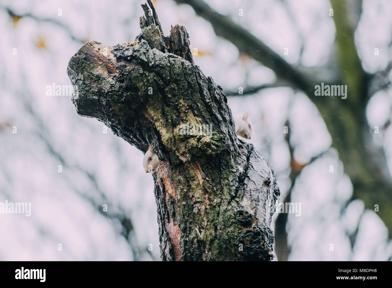 Albino Eichhörnchen im Süden Londons Stockfoto