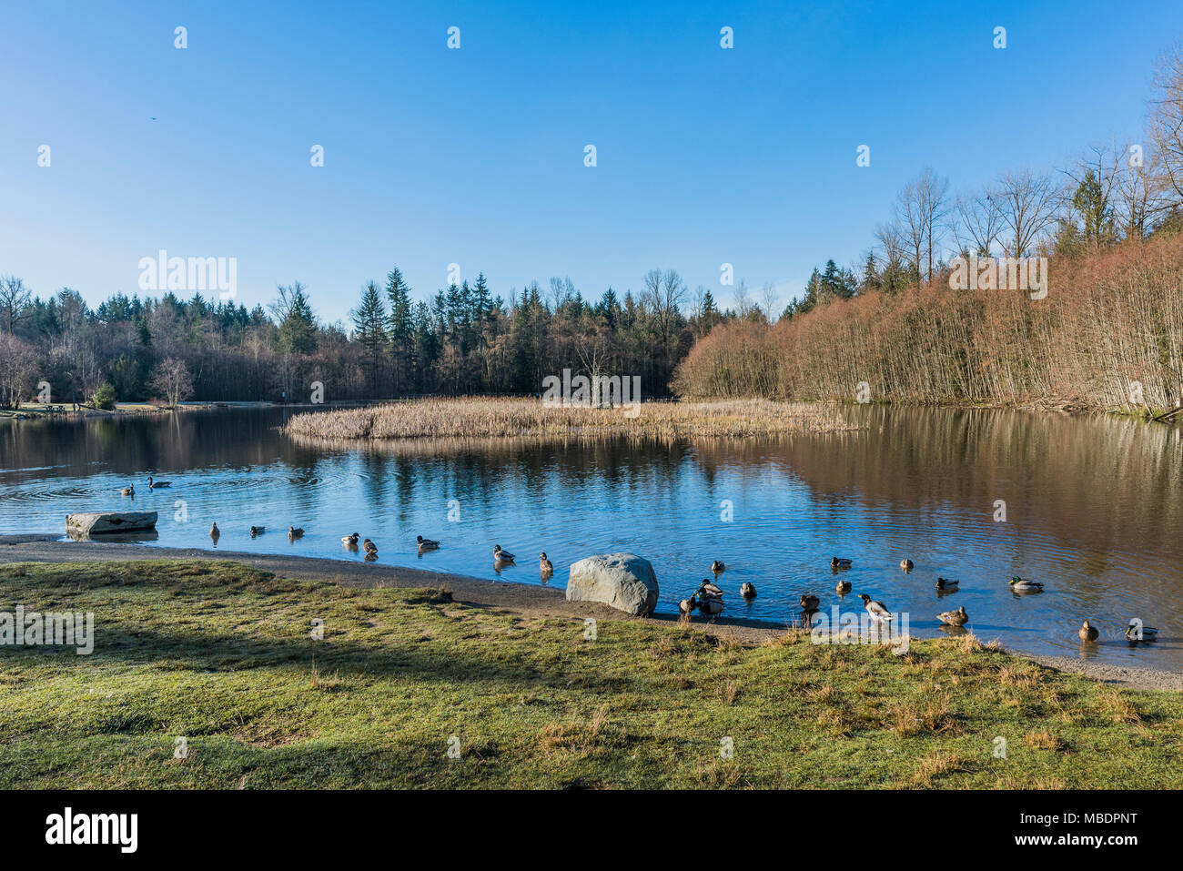 Grün Grün Hölzer Hölzer See, Park, Surrey, British Columbia, Kanada. Stockfoto