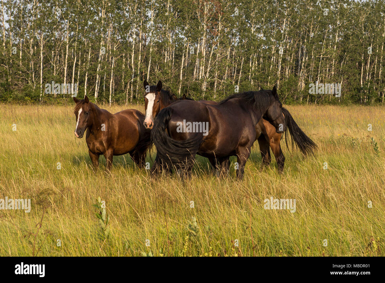 Clydesdale Pferde sind auf einem Bauernhof in Saint-Laurent, Manitoba, Freitag, August 14, 2015 gesehen. Das Clydesdale ist eine Rasse von draft horse aus dem Fernen abgeleitet Stockfoto