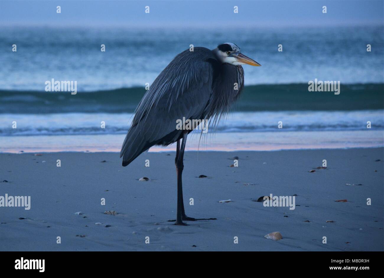 Great Blue Heron am Strand bei Sonnenaufgang Gulf Shores, Alabama Stockfoto