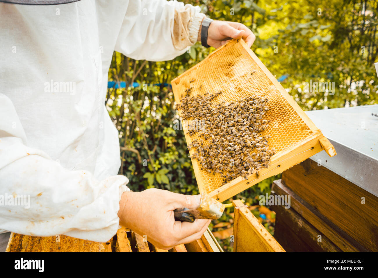 Imker, die Waben mit Bienen in seinen Händen Stockfoto