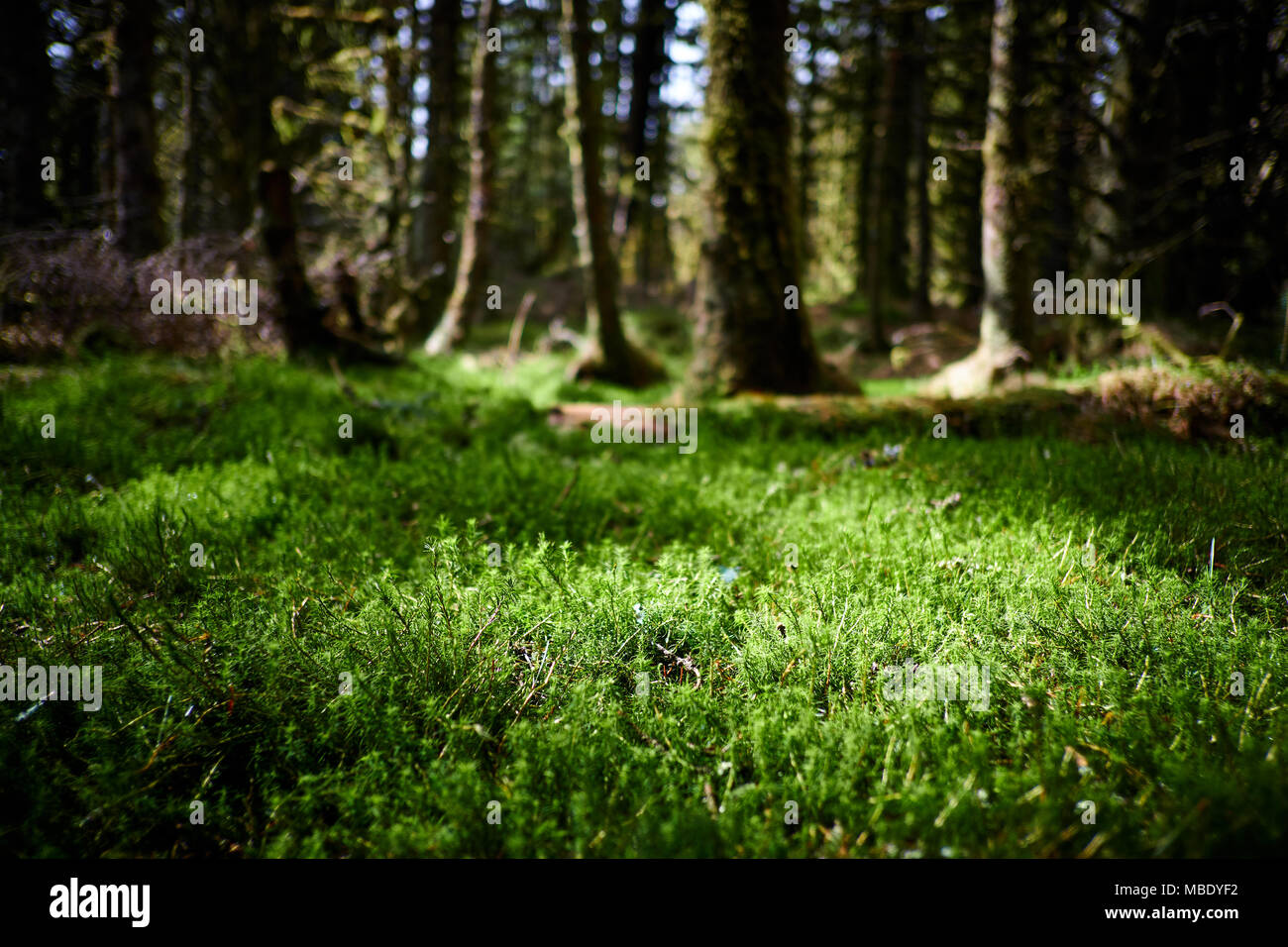 Sonnenlicht scheint auf grünen Moos auf dem Waldboden zwischen immergrünen Pinienbäumen Stockfoto