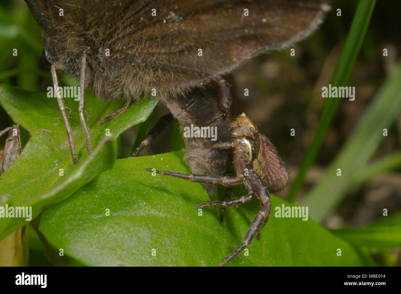 Eine kleine braune Spinne essen ein Schmetterling, Italien Stockfoto
