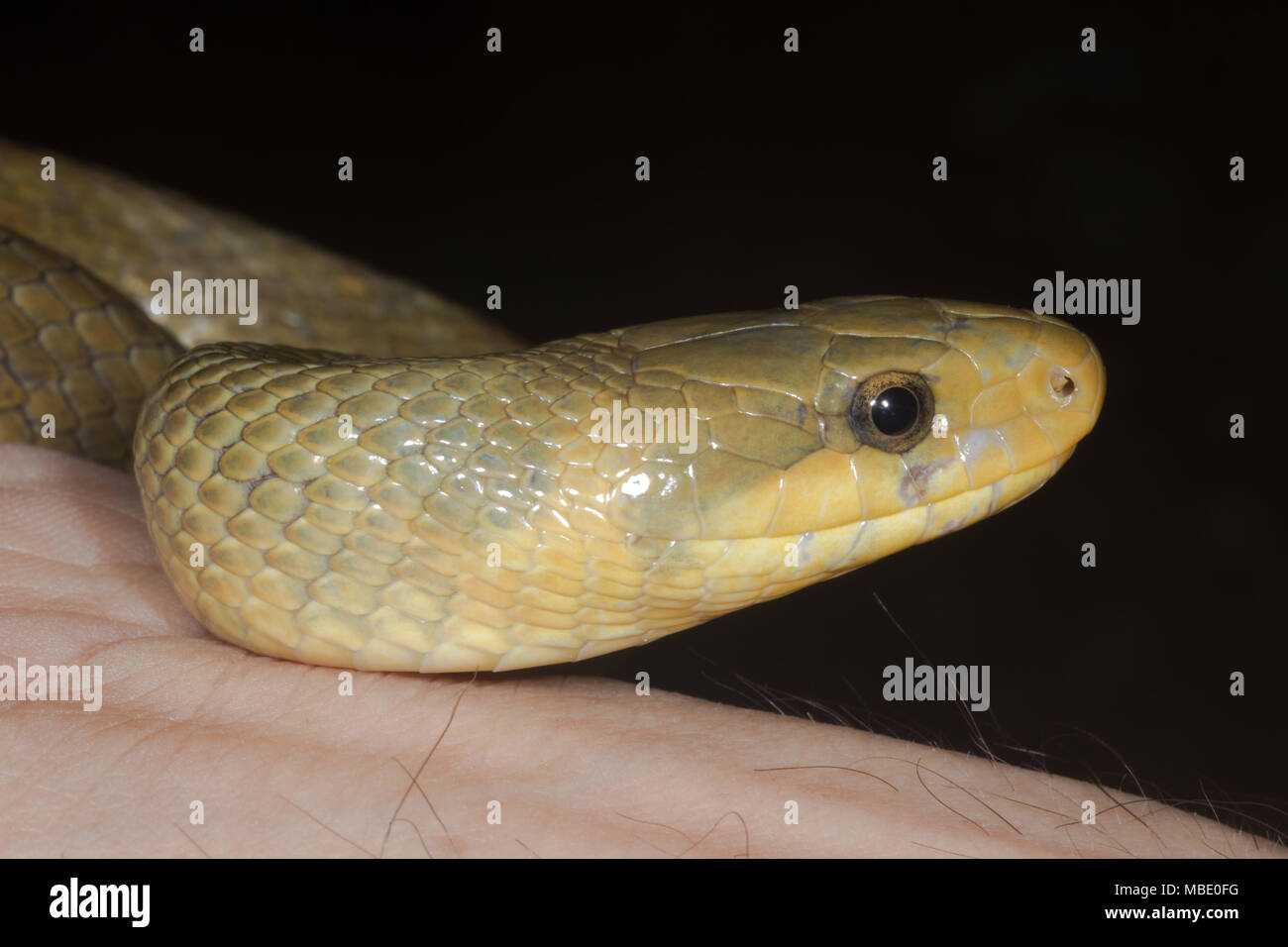 Seitenansicht der Kopf eines wilden Äskulapnatter (Zamenis longissimus), in der Nähe von Lago di Molveno, Italien gehalten wird Stockfoto