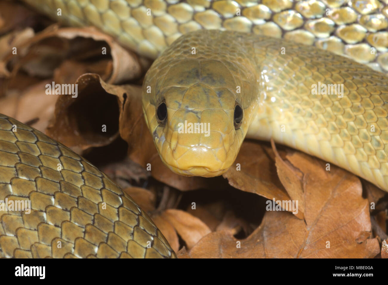 Vorderansicht des Leiters einer Äskulapnatter (Zamenis longissimus) in der Nähe von Lago di Molveno, Italien Stockfoto
