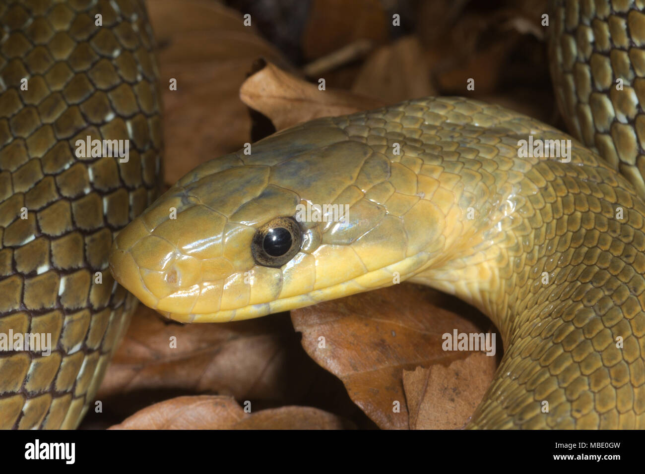 Vorderansicht des Leiters einer Äskulapnatter (Zamenis longissimus) in der Nähe von Lago di Molveno, Italien Stockfoto