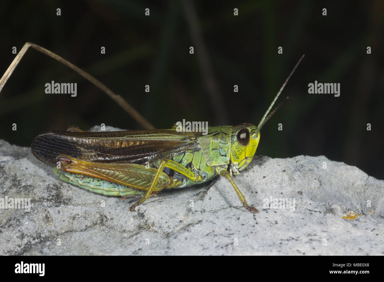 Eine grüne und braune Heuschrecke (Caelifera) in Italien Stockfoto